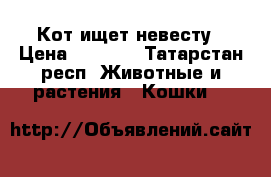 Кот ищет невесту › Цена ­ 1 000 - Татарстан респ. Животные и растения » Кошки   